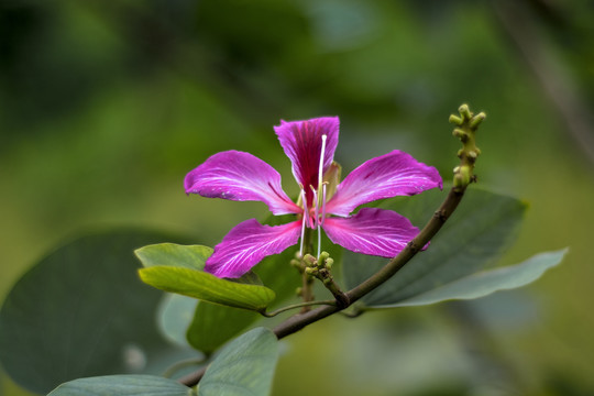 紫荆花