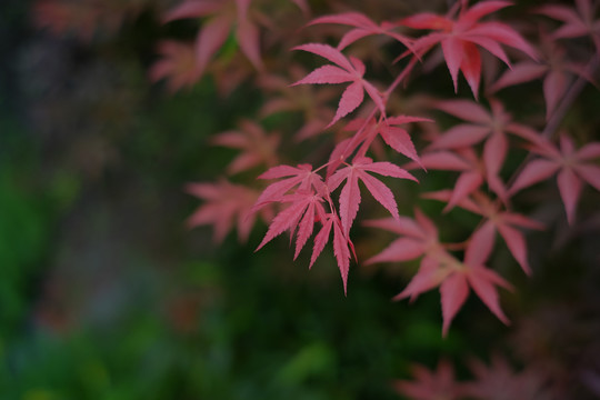 红枫叶