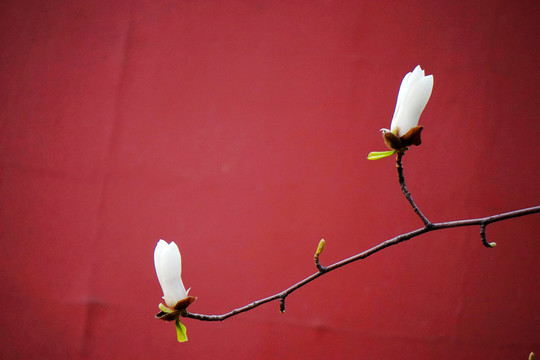 红墙前的玉兰花