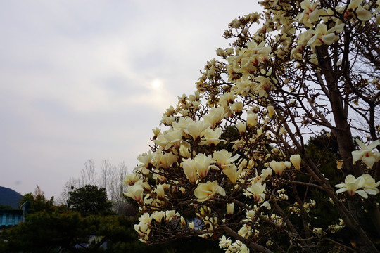 盛开的玉兰花