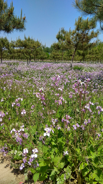 花