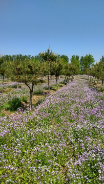 花