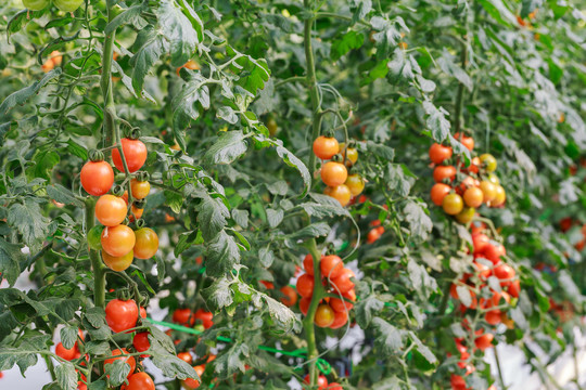 小西红柿种植