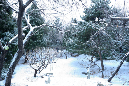 雪景