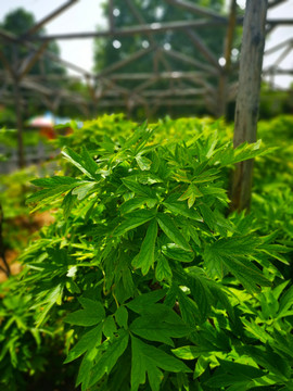 没有花朵的牡丹植株