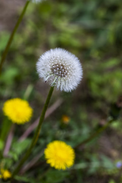 院子里的蒲公英