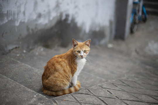 街角那只小猫