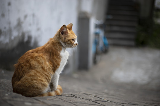 街角那只小猫