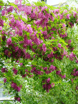 紫槐