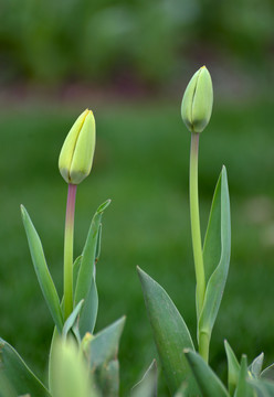 郁金香花苞