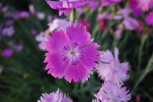 石竹花特写