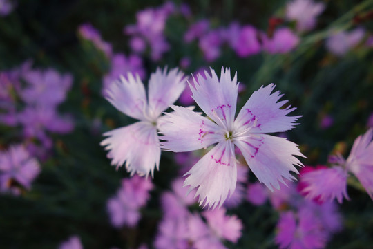 石竹花特写