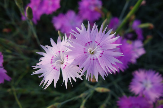 石竹花特写