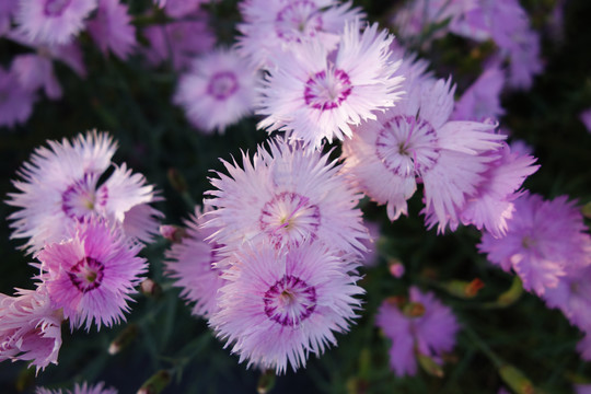 石竹花特写