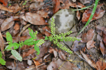 荔枝草