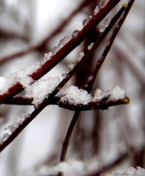 枝雪