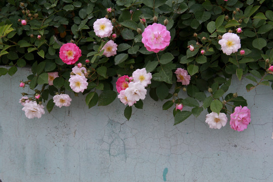 粉白色蔷薇花摄影