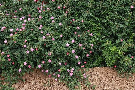 粉色蔷薇花从摄影