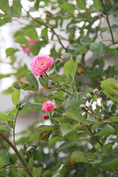 粉色蔷薇花摄影