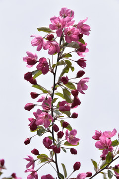一枝粉花