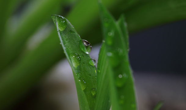 绿叶上的露珠