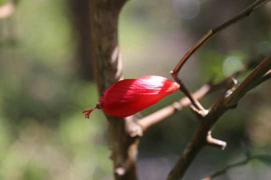 花蕾