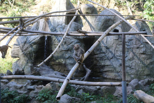 野生小猴子