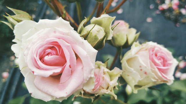 粉玫瑰白玫瑰枯萎玫瑰凋零玫瑰