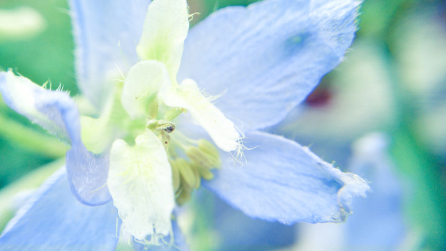 蓝花翠雀