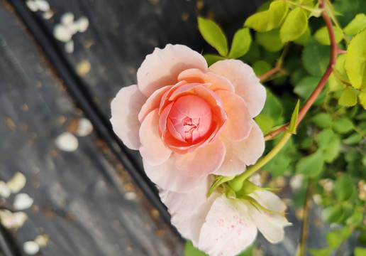 裸色粉色玫瑰花