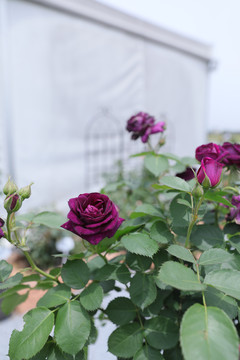 路易十四玫瑰