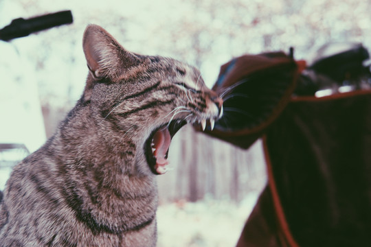 猫
