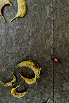 落叶与蜗牛
