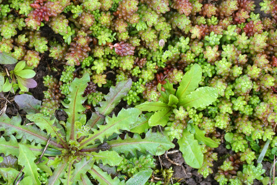 野生肉肉植物素材