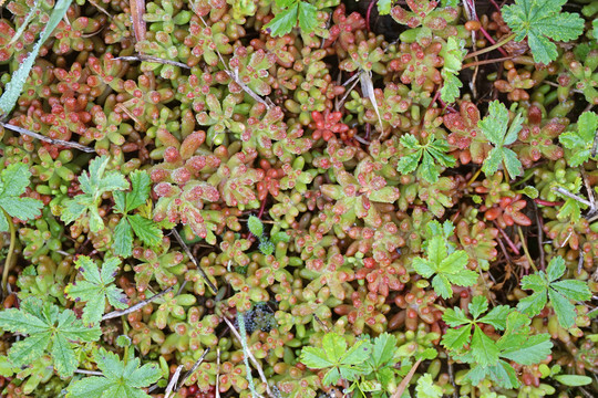 野生肉肉植物素材