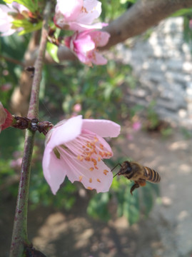 蜜蜂