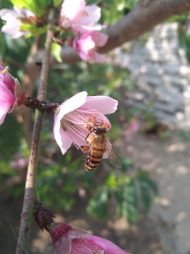 蜜蜂