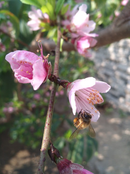 采蜜
