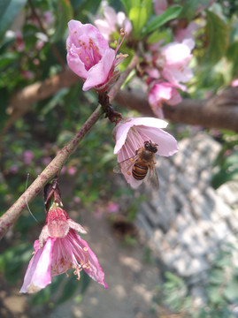 蜜蜂