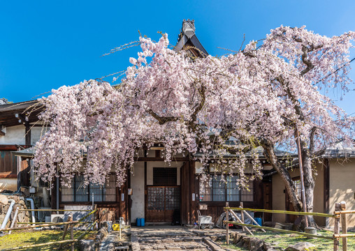 奈良公园里盛开的樱花