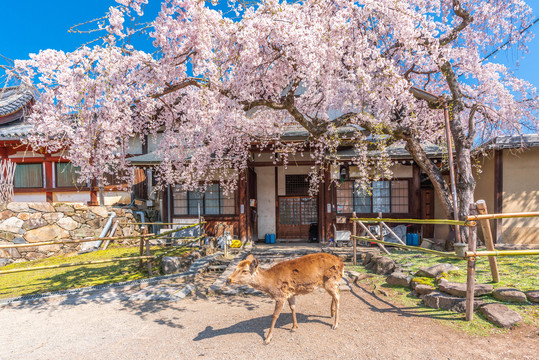 奈良公园里盛开的樱花