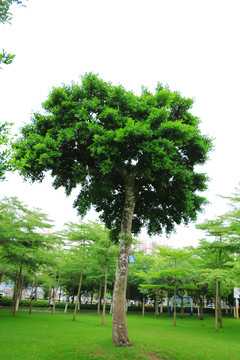 茂名南香公园景观树图谱