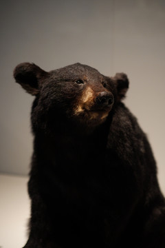 棕熊标本