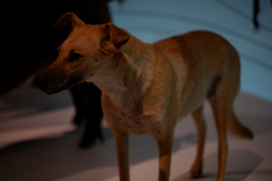中华田园犬