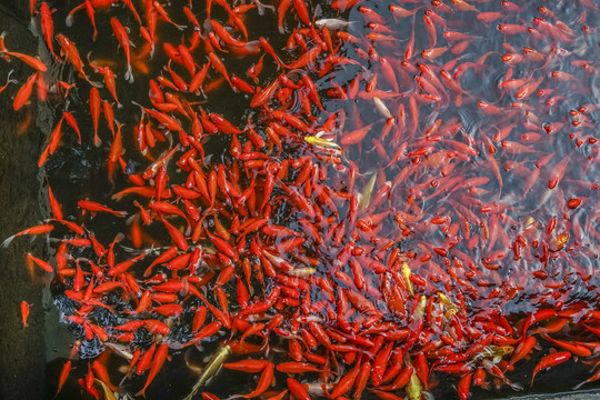 红色锦鲤高清大图