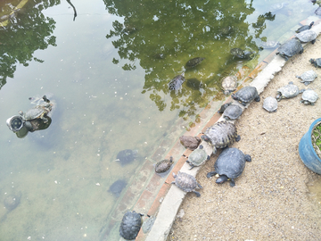 乌龟放生池