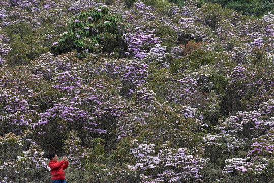 大凉山谷克德杜鹃花索玛花