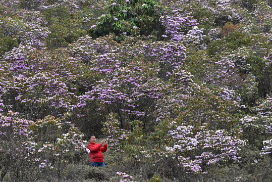 大凉山谷克德杜鹃花索玛花