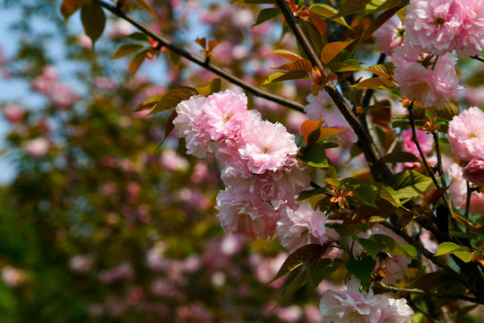 樱花