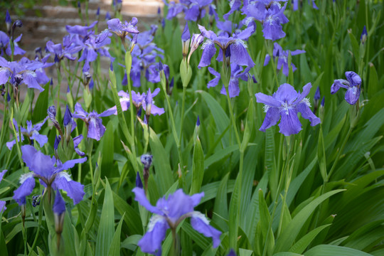 鸢尾花